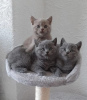 Photo №1. british shorthair - for sale in the city of Zürich | Is free | Announcement № 126130