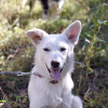 Additional photos: White dog Gerda is looking for a loving family.