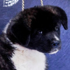 Additional photos: American Akita puppies