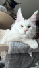 Photo №1. maine coon - for sale in the city of Berlin | 317$ | Announcement № 102666