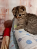 Photo №2 to announcement № 10478 for the sale of scottish fold - buy in Netherlands from nursery