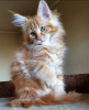 Photo №4. I will sell maine coon in the city of Indianapolis.  - price - 300$