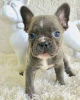 Photo №1. french bulldog - for sale in the city of Siegen | Is free | Announcement № 118208