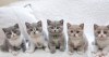 Photo №1. british shorthair - for sale in the city of Munich | 255$ | Announcement № 108917