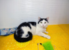 Additional photos: A very affectionate young cat Zucchini is urgently looking for a home
