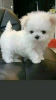 Photo №1. maltese dog - for sale in the city of Валенсия | 423$ | Announcement № 126699