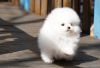 Photo №1. pomeranian - for sale in the city of Антверпен | 264$ | Announcement № 120977