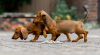 Photo №2 to announcement № 112255 for the sale of dachshund - buy in Russian Federation breeder