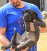 Photo №2 to announcement № 116666 for the sale of cane corso - buy in Serbia 