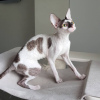Photo №1. cornish rex - for sale in the city of Kaliningrad | 710$ | Announcement № 13955