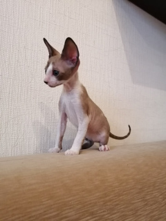 Photo №2 to announcement № 5985 for the sale of cornish rex - buy in Russian Federation from nursery