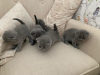 Photo №4. I will sell scottish fold in the city of Hannover. private announcement - price - 370$
