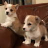 Photo №1. welsh corgi - for sale in the city of Vienna | negotiated | Announcement № 82086