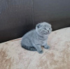 Photo №1. scottish fold - for sale in the city of North Charleston | 200$ | Announcement № 83553