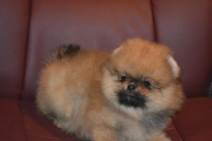 Photo №2 to announcement № 5225 for the sale of pomeranian - buy in Russian Federation breeder