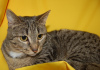Additional photos: Vesta cat is looking for a home