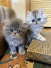 Photo №1. persian cat - for sale in the city of Essen | Is free | Announcement № 108015