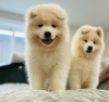 Photo №1. samoyed dog - for sale in the city of Helsinki | negotiated | Announcement № 88138