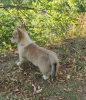 Photo №2 to announcement № 10934 for the sale of welsh corgi - buy in Russian Federation private announcement