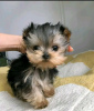 Photo №1. yorkshire terrier - for sale in the city of Helsinki | 5$ | Announcement № 77696