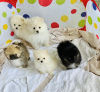 Photo №2 to announcement № 102923 for the sale of pomeranian - buy in United States private announcement