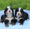 Additional photos: Bernese Mountain Dog puppies