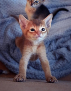 Photo №2 to announcement № 2176 for the sale of abyssinian cat - buy in Russian Federation from nursery, breeder