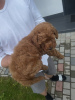 Additional photos: Miniature poodle for sale