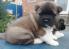 Photo №4. I will sell american akita in the city of St. Petersburg. from nursery, breeder - price - 0$