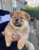 Photo №2 to announcement № 51941 for the sale of chow chow - buy in Finland breeder