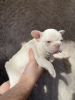 Photo №1. french bulldog - for sale in the city of Москва | 3500$ | Announcement № 95843