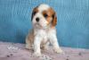 Photo №4. I will sell cavalier king charles spaniel in the city of Москва. breeder - price - 3254$
