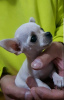 Photo №2 to announcement № 80310 for the sale of chihuahua - buy in Serbia breeder