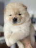 Photo №1. chow chow - for sale in the city of Франкфурт-на-Майне | 444$ | Announcement № 90335