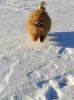 Additional photos: Pomeranian Spitz, puppies. Mini bears