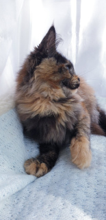 Photo №2 to announcement № 3388 for the sale of maine coon - buy in Russian Federation from nursery