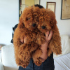 Photo №1. poodle (toy) - for sale in the city of Belgrade | 1162$ | Announcement № 112320