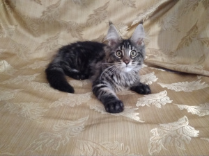 Photo №1. maine coon - for sale in the city of Stavropol | 134$ | Announcement № 1783