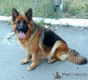 Photo №2 to announcement № 7443 for the sale of german shepherd - buy in Ukraine private announcement