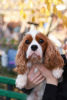 Additional photos: Cavalier King Charles Spaniel