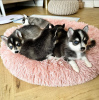 Photo №2 to announcement № 80859 for the sale of pomeranian - buy in Germany private announcement