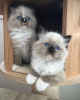 Additional photos: Email  isabellamoraraes@gmail.com Quality Ragdoll kittens for Re-homing