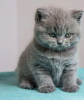 Photo №3. British shorthair kittens Business WhatsApp 37256062792. Finland