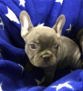 Photo №1. french bulldog - for sale in the city of Aveiro | 600$ | Announcement № 80277