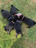 Photo №3. Healthy Pug puppies with Pedigree for sale. Germany