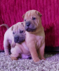 Additional photos: Shar Pei babies