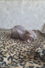 Photo №4. I will sell sphynx-katze in the city of Vladimir. private announcement, breeder - price - negotiated