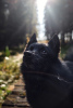 Additional photos: Schipperke Venya is looking for a home.