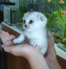 Photo №1. scottish fold - for sale in the city of Krivoy Rog | 183$ | Announcement № 11423