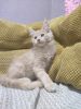 Photo №2 to announcement № 111548 for the sale of maine coon - buy in Ukraine breeder